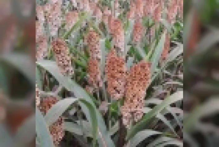 Expansão potencial da produção de sorgo granífero no Brasil no sistema de rotação com soja considerando o zoneamento de risco climático 2015/16
