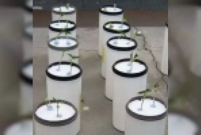 Desafios no manejo nutricional de feijão hidropônico