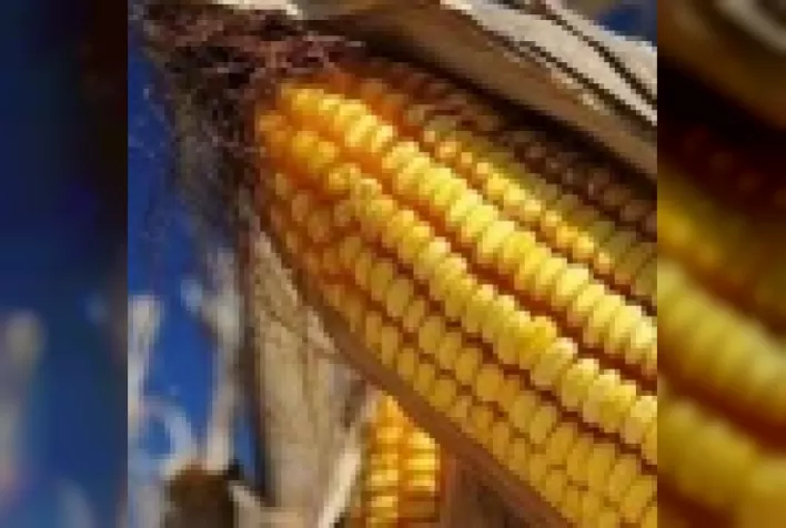 Manejo da adubação nitrogenada no milho