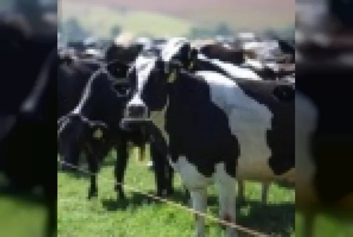 Quais os benefícios ao se resfriar as vacas no pré-parto?