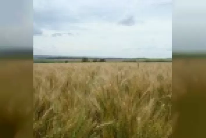 Produzir trigo no Brasil, mais que uma opção, uma necessidade