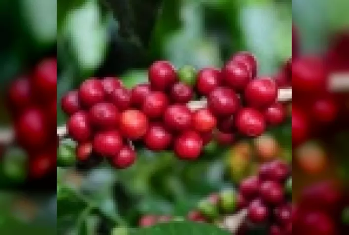 Cafeicultura Sustentável: A Lei do Alimento mais Seguro no Contexto da Cafeicultura Brasileira