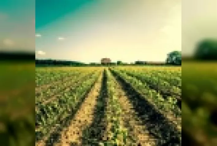 O Seguro Rural para agricultores