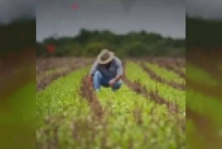 Você e sua empresa/cooperativa podem ter direito a devolução de valores decorrentes do PLANO COLLOR RURAL
