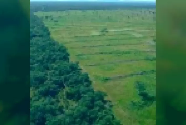 Pastagens cultivadas no pantanal