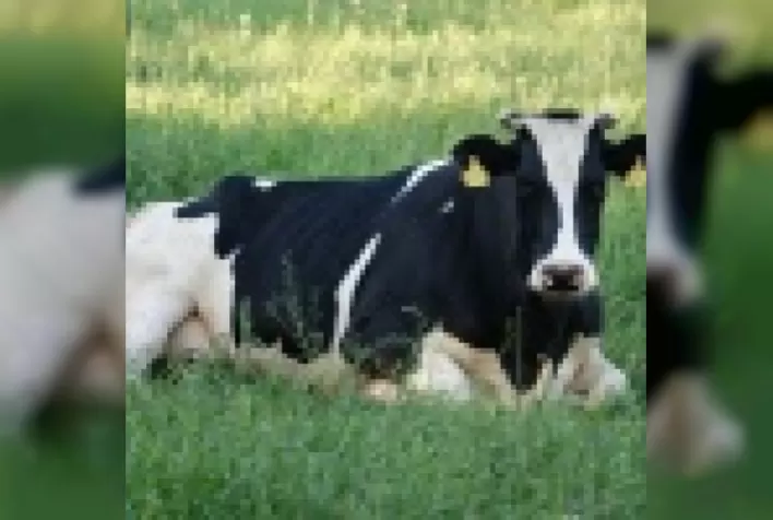 Por que as vacas merecem tanta atenção no pré e pós parto?
