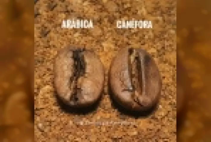 Café canéfora é especial também
