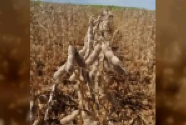 Safra de soja 2020/2021 já começou: é hora de escolher a cultivar
