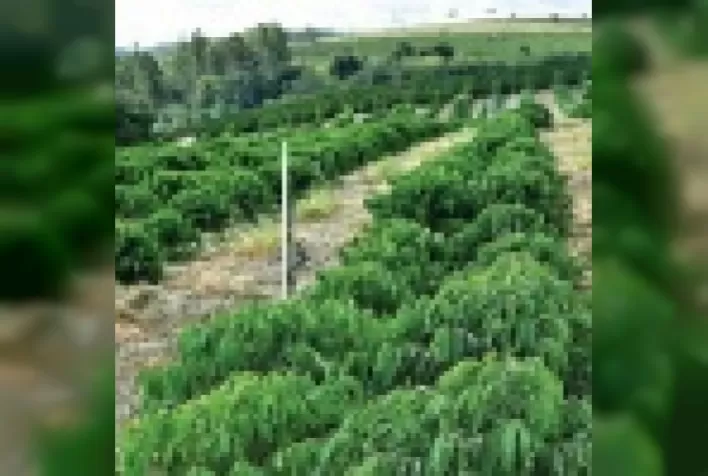 Irrigação com nitrogênio em produção de café conilon