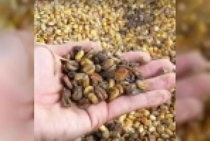 Micotoxinas: histórico e aspectos gerais