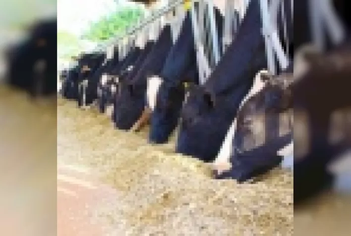 Como evitar um crime ambiental em confinamento e semiconfinamento bovino?