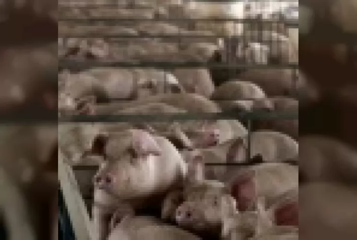 Por trás do crescimento da suinocultura brasileira