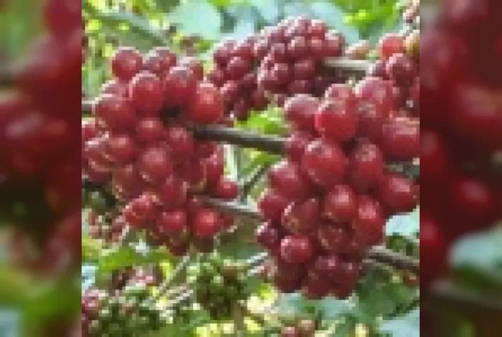 Ciência e evolução social na cafeicultura Amazônica