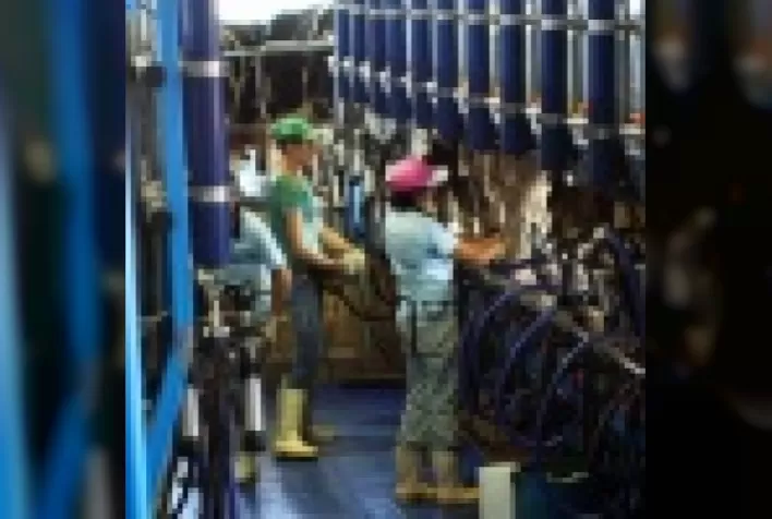 Produzir Leite pode ser uma atividade lucrativa no atual cenário?