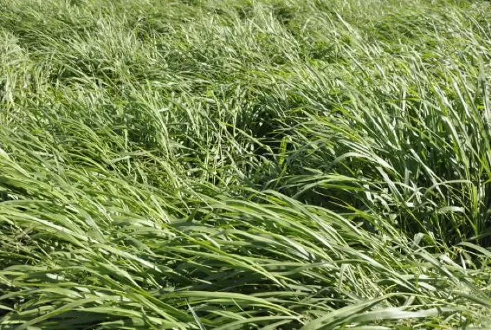 O barato que sai caro: escolha do cultivar forrageiro