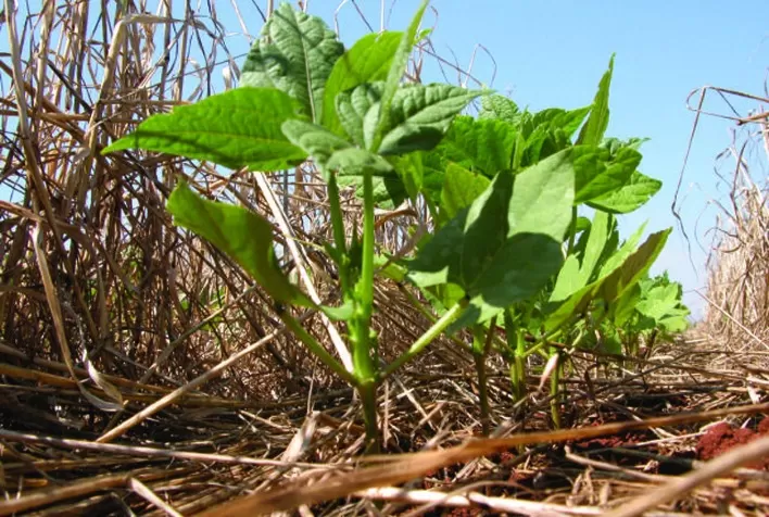 Novo cenário para a agricultura
