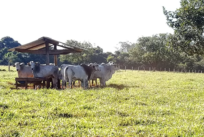 Os benefícios da inclusão de ácidos graxos essenciais na dieta de bovinos