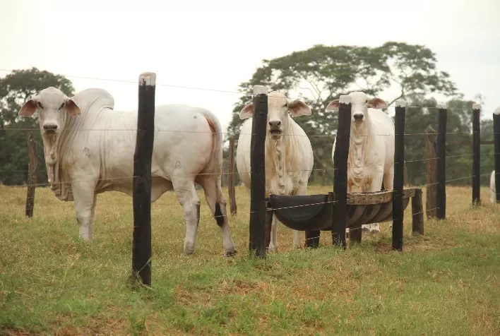 Suplementação com ácidos graxos essenciais para otimizar o sistema de cria