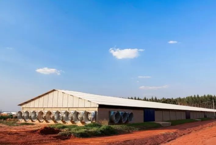 Automação e benefícios dos processos produtivos em granjas de matrizes de frango de corte