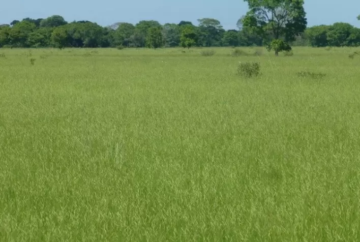 Pantanal: por que formar pastagens e a que custo?