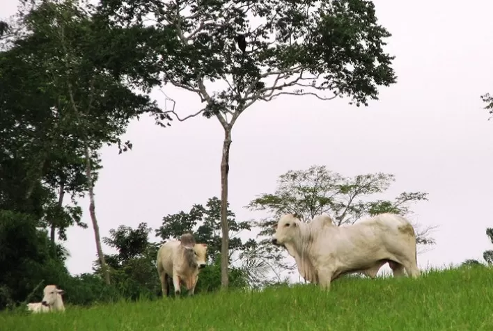 O bom produtor de carne ou leite é antes de tudo um excelente produtor de pasto