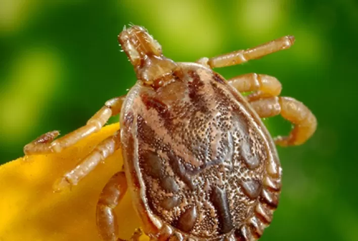 Parasitoses de bovinos e o mercado de antiparasitários