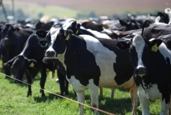 Estresse térmico em vacas leiteiras: um mal que se sente na pele