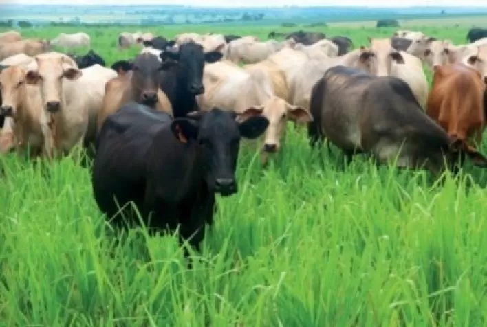 Adubação eficiente de pastagens: do fim para o começo