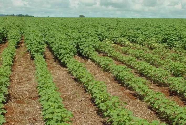 Rotação e sucessão de culturas como estratégias para o manejo do nematoide reniforme