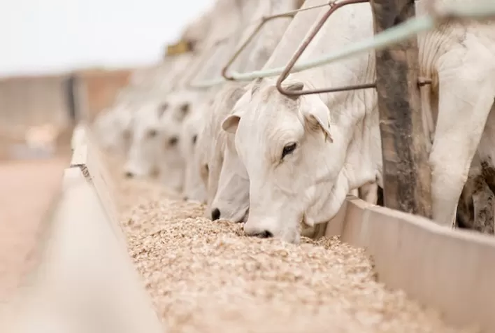 A economia da nutrição de precisão para bovinos