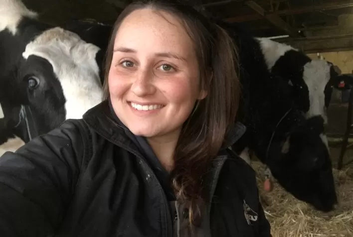 Como o estresse de manejo pode afetar as vacas no período de transição?