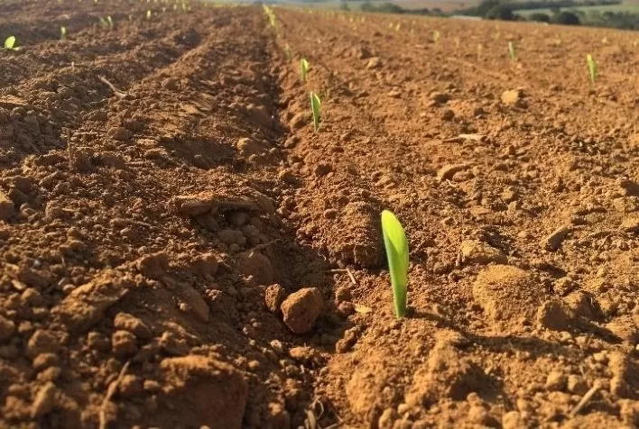 Sim, é possível germinar seu cultivo com irrigação por gotejamento subterrâneo