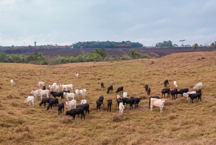 Quando parece que tem pouco pasto, o que podemos fazer?