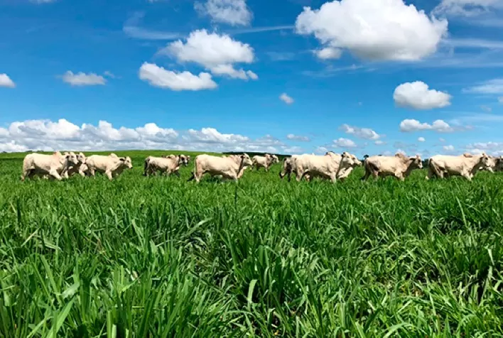 Avanços tecnológicos na produção de bovinos de corte em pasto