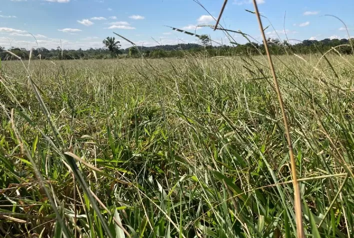 MEIO AMBIENTE: Devastação ambiental continua alarmante, mas a boa notícia é que a pecuária tem a solução