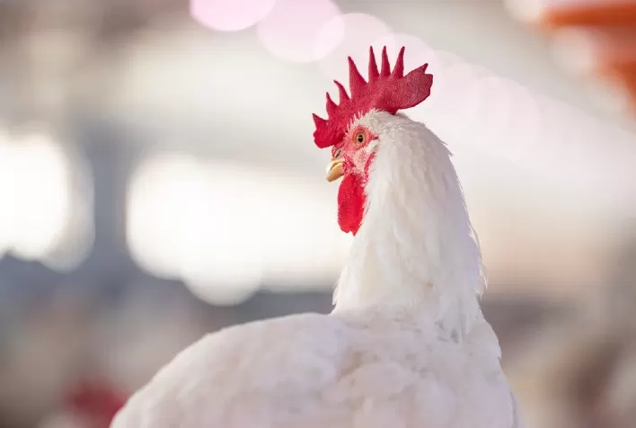 Como o manejo pode influenciar na fertilidade dos machos na fase de produção