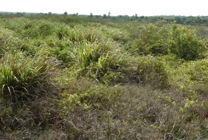 Tratamentos foliares em pragas duras e as expectativas de controle