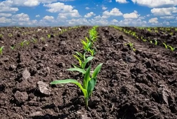 Porque o desempenho do sulfato de potássio na agricultura aponta algumas limitações desse fertilizante