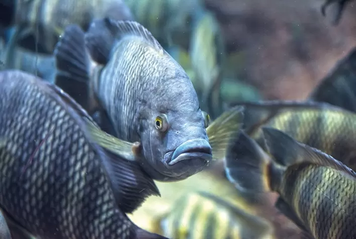 O frio intenso atinge os peixes?