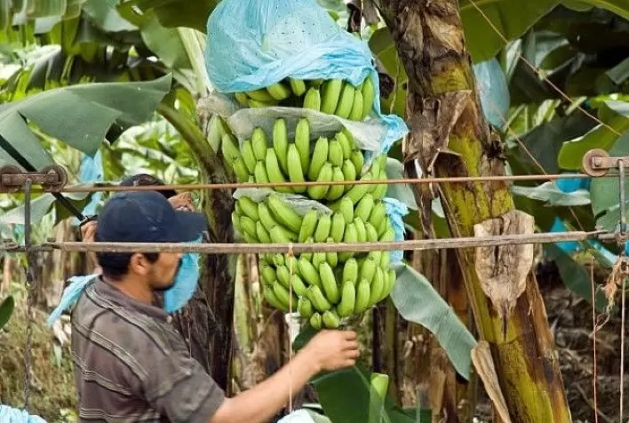 Impactos da adubação potássica e da conservação pós-colheita na produtividade da banana