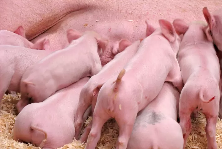 O desafio de consumo de ração para as fêmeas suínas em lactação