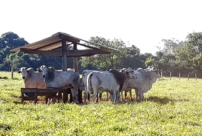Nutrição estratégica com Ácidos Graxos Essenciais