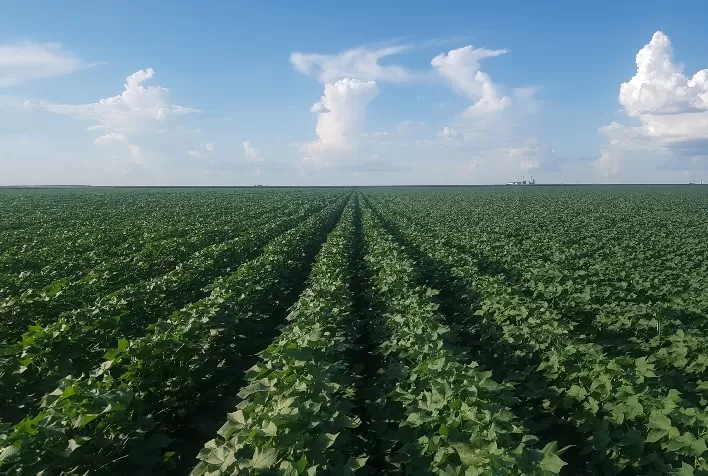 Experimento demonstra maior eficiência nutricional em soja com uso de Adubação Biológica no Rio Grande do Sul