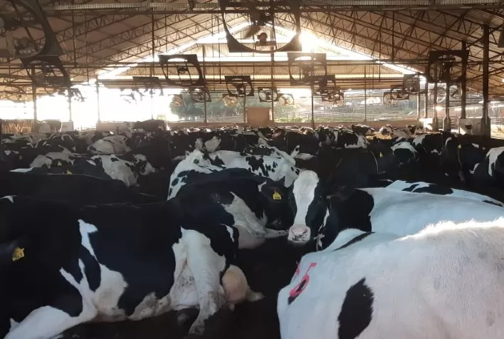 Estresse térmico em vacas leiteiras: dê um refresco para elas e para o seu bolso