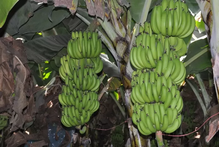 A importância da nutrição para a qualidade da banana e suas vantagens produtivas