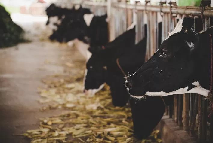 Produzir leite com alta qualidade é um desafio e  uma grande oportunidade para o agronegócio do leite