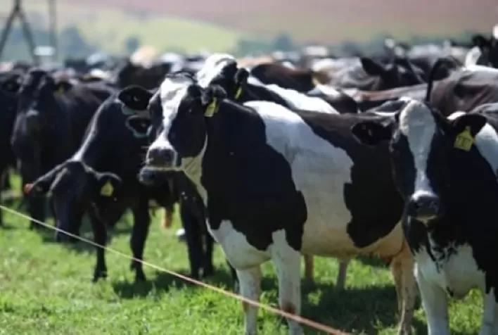 Como a causa da mastite afeta o desempenho reprodutivo das vacas?