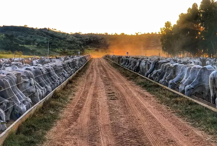 Hormônios e antibióticos: mitos e verdades na nutrição animal bovina