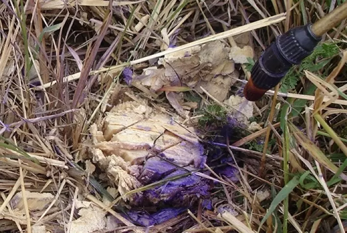 Controle localizado de plantas daninhas na seca: toco ou basal