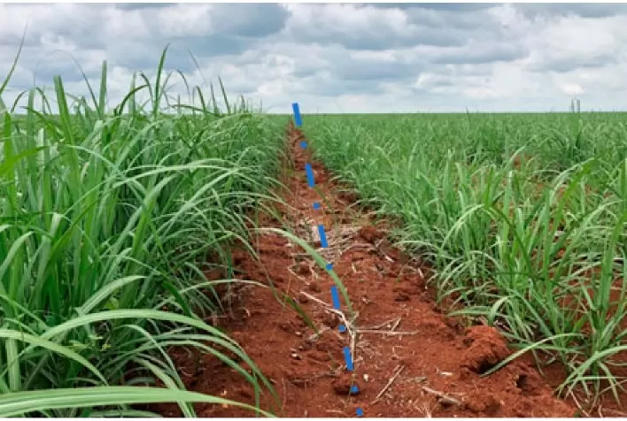 Bioestimulantes com tecnologia ítalo-japonesa fomentam produtividade e qualidade da matéria-prima da cana-de-açúcar